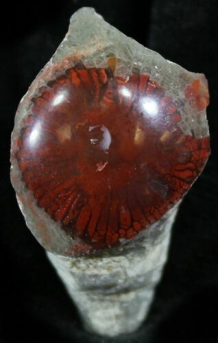 Pennsylvanian Aged Red Agatized Horn Coral - Utah #26391